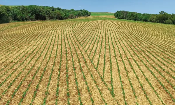 Carrapicho na soja é um risco real que pode barrar a produção