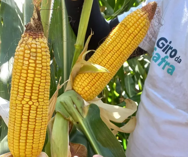 Sicoob e Epagri promovem 3ª edição do Giro da Safra em Santa Catarina